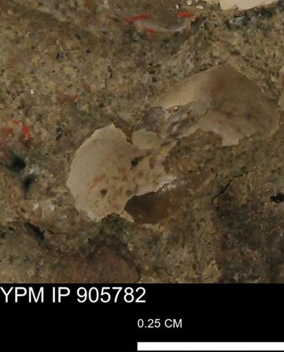 undet. Mollusca