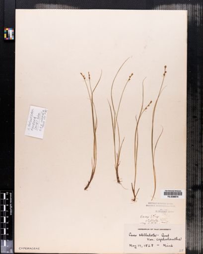 Carex cephalantha