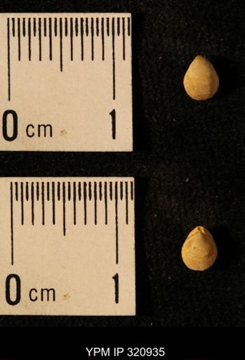 Dielasma elongatum