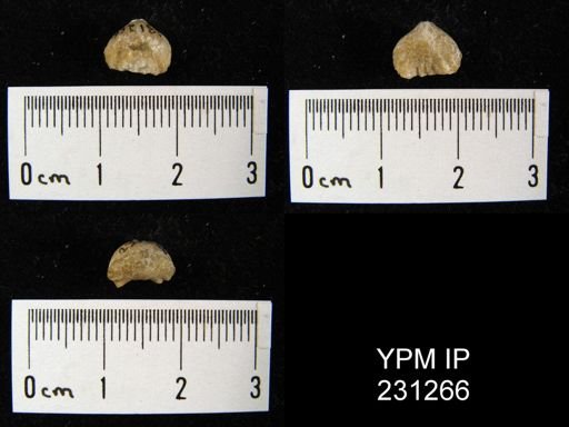Wellerella osagensis