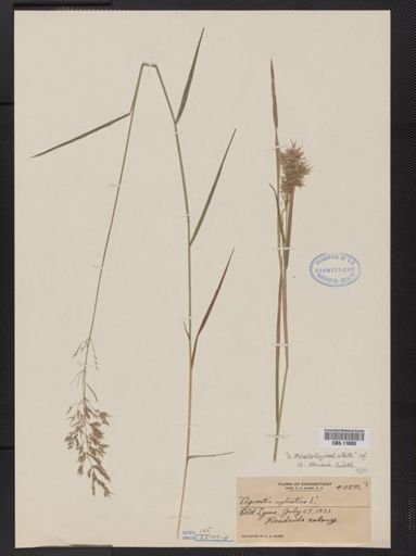 Agrostis capillaris