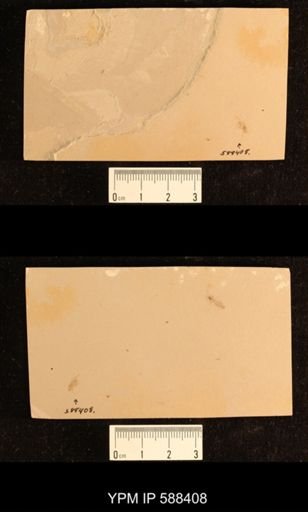 undet. Orthoptera