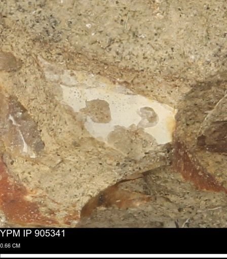 undet. Mollusca