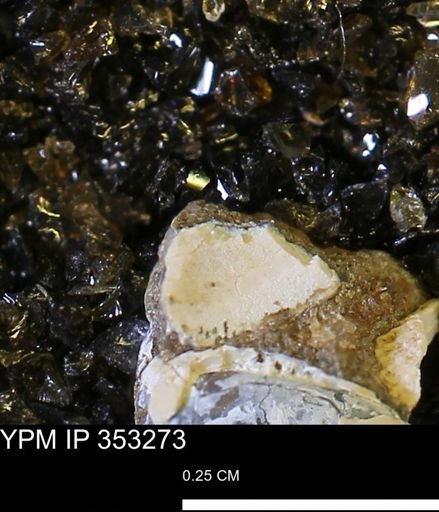 Limopsis striatopunctatus