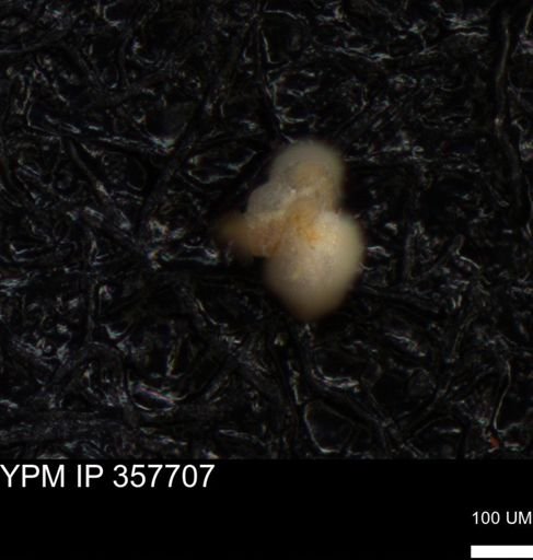 undet. Foraminiferida