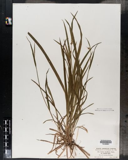 Carex laxiflora