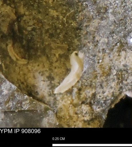 undet. Mollusca
