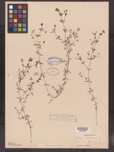 Galium tinctorium