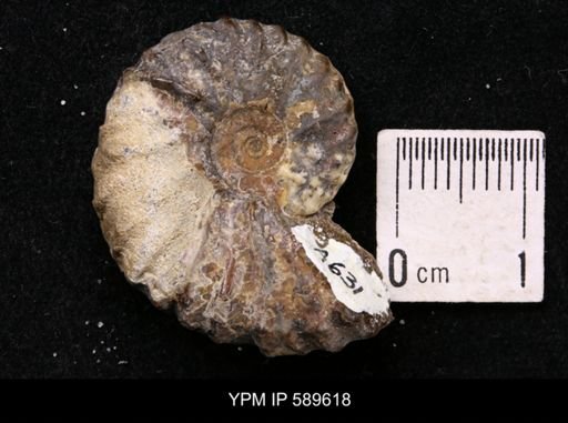 Jeletzkytes nebrascensis