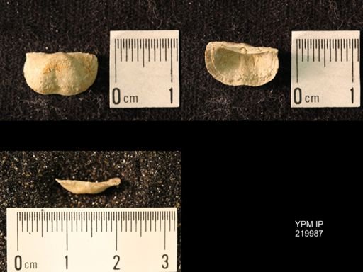 Chonetes sp.