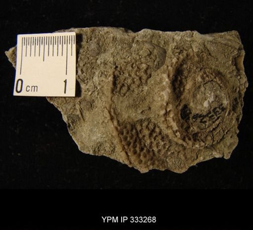 Protarea richmondensis