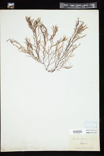 Gracilaria armata