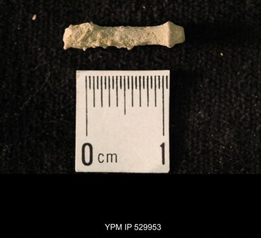 Archaeocidaris sp.