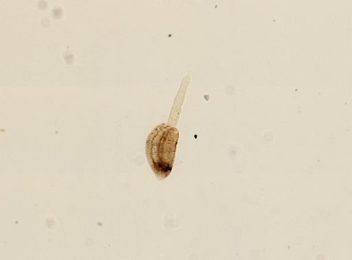 Digenea