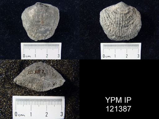 Atrypa sp.