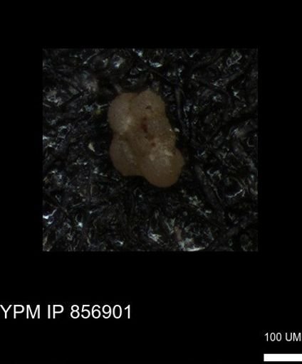undet. Rugoglobigerinidae