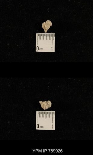 taxon undetermined