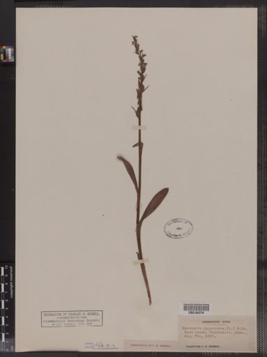 Habenaria hyperborea