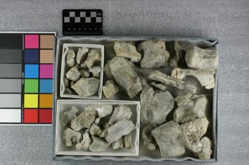 Elotherium ingens