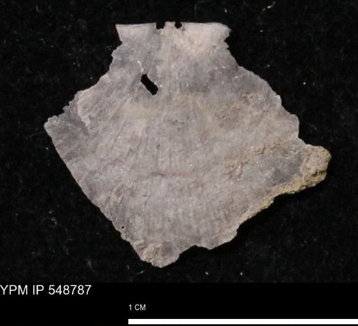 Stropheodonta perplana