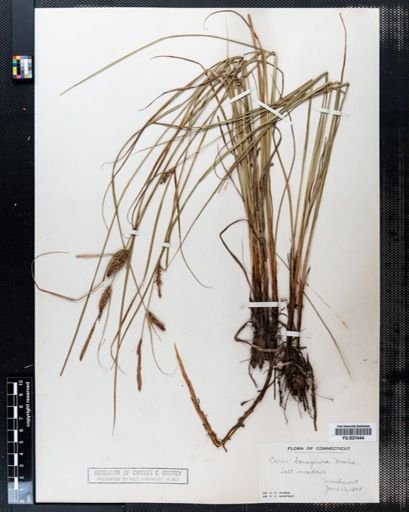 Carex lanuginosa