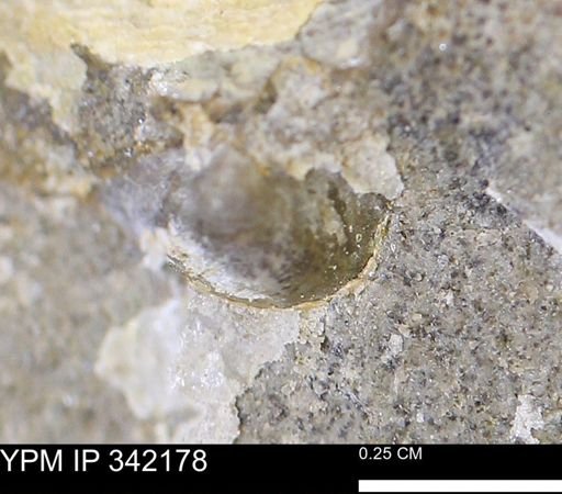 Protocardia sp.