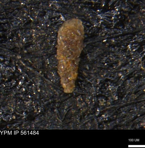 Verneuilinoides hectori