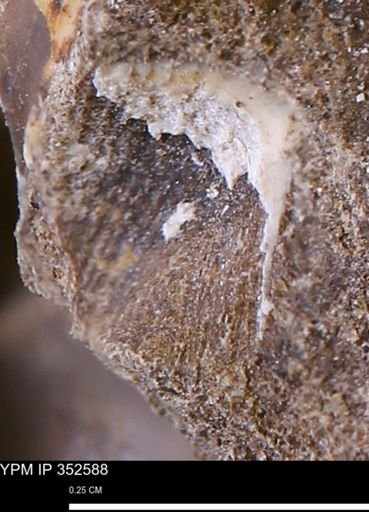 undet. Mollusca