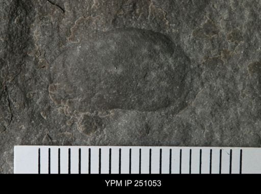 undet. Bivalvia