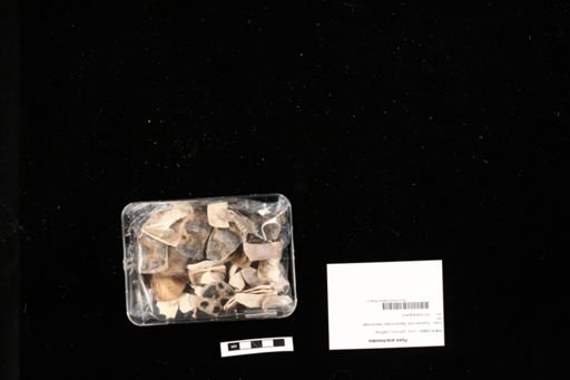 Pyxis arachnoides