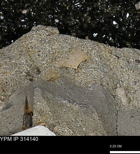 undet. Bivalvia