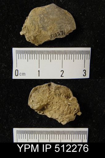 Schizophoria sp.