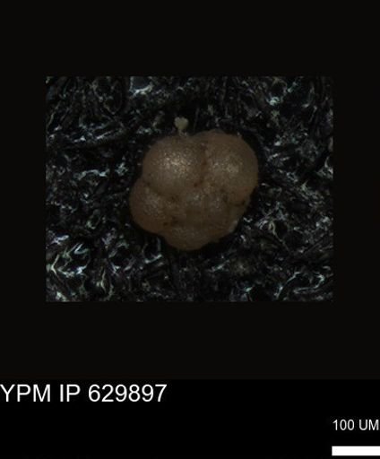 undet. Foraminiferida