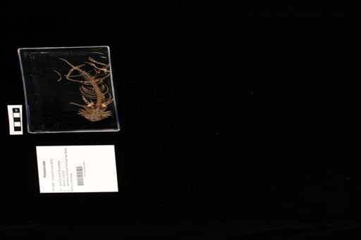 Phrynosoma solare