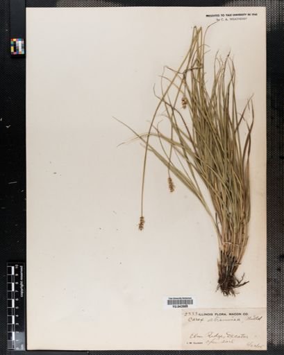 Carex straminea