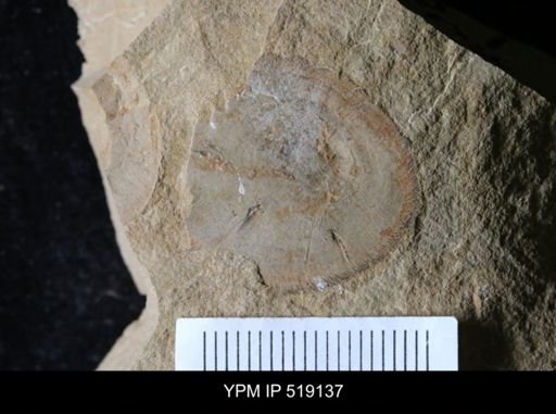 Microschedia sp.