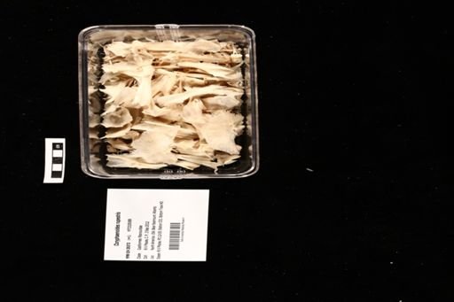 Coryphaenoides rupestris