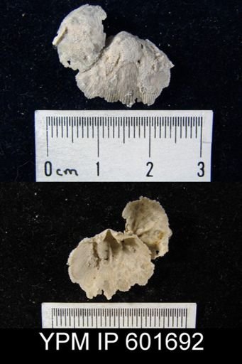 Doleroides sp.