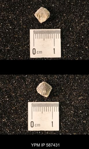 Camarotoechia whitei
