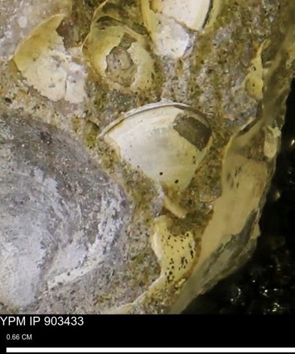 Protocardia sp.