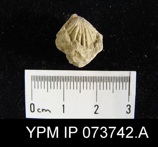 Camarotoechia perryvillensis