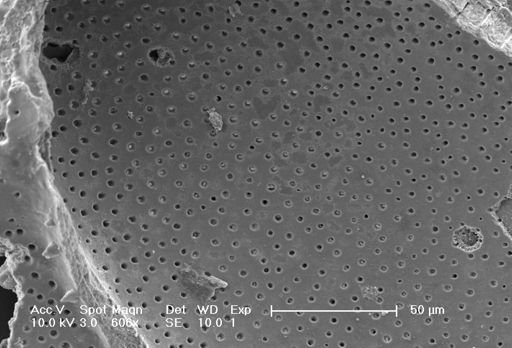 Globorotalia truncatulinoides