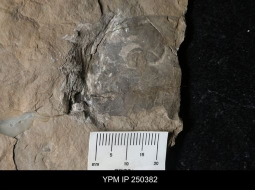 undet. Eurypterida