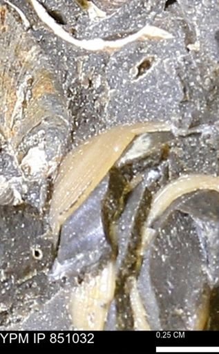 Limopsis striatopunctatus