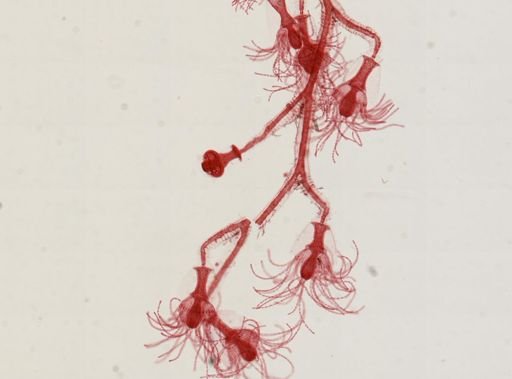 Obelia