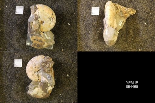 Hoploscaphites nicolletii