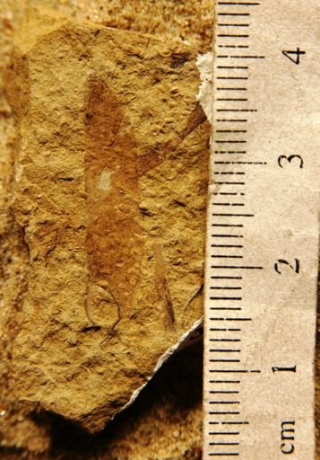 Pinus florissanti