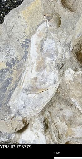 Pseudoptera sp.