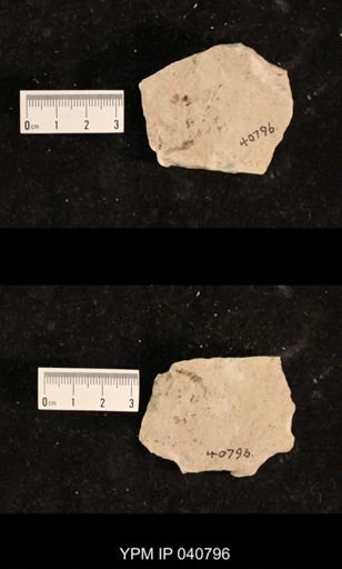 Ephemeroptera
