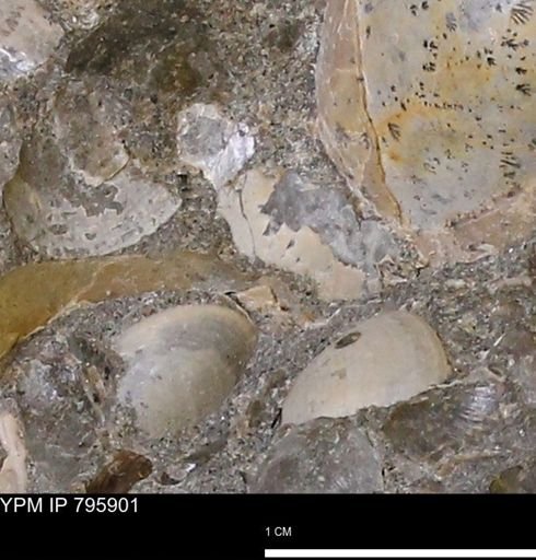 undet. Bivalvia